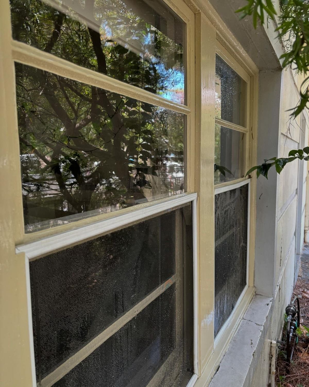 The same sash window after cleaning: clear glass with a sharp reflection of the trees, and the frame and sill wiped clean.